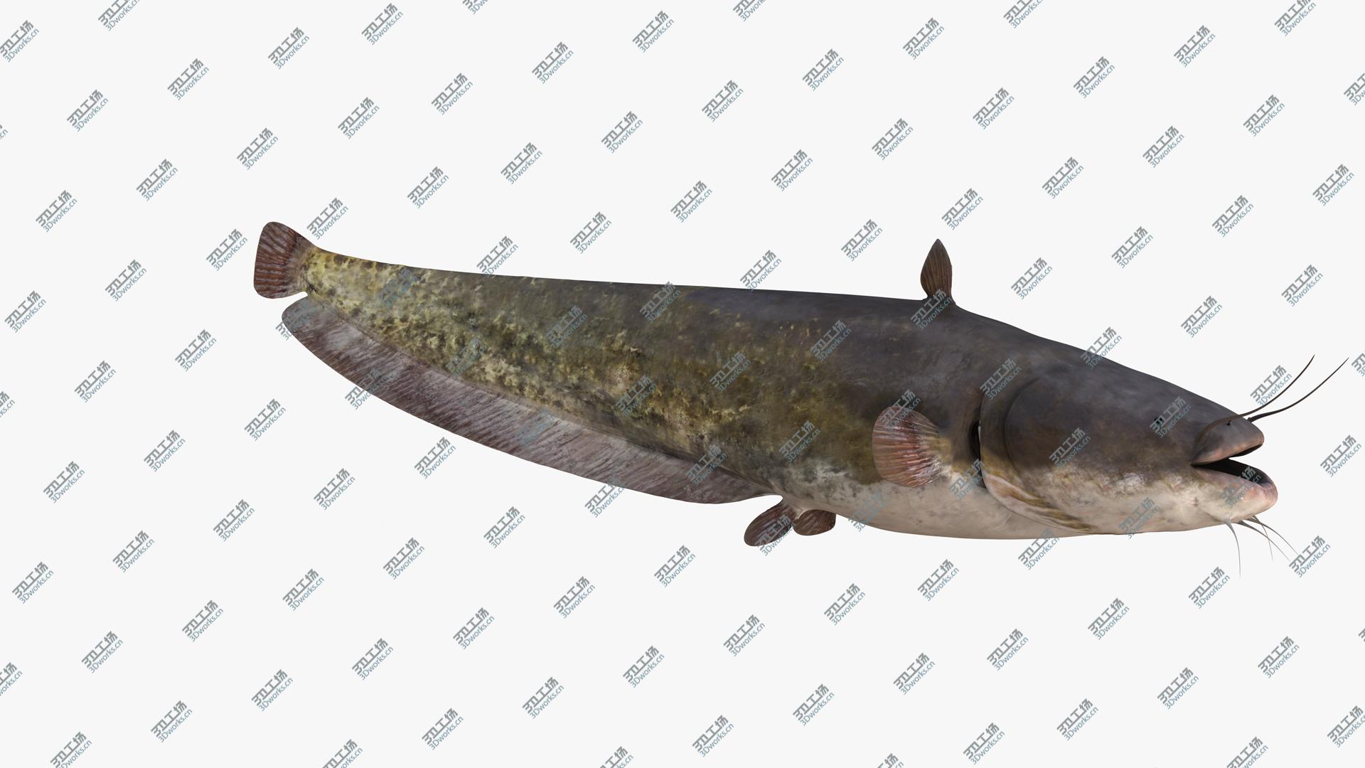 images/goods_img/202105072/European Wels Catfish Green-Brown 3D model/5.jpg